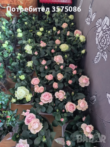 Рози в саксия , снимка 4 - Градински цветя и растения - 44510935