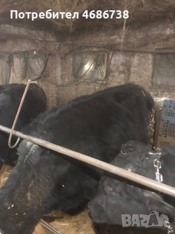 Продавам мъжки телета