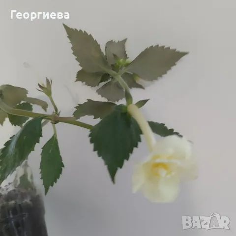 ахименес три вида, снимка 3 - Стайни растения - 55830123