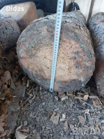 Борови трупи от над 50 годишен черен бор, снимка 4 - Строителни материали - 48436541