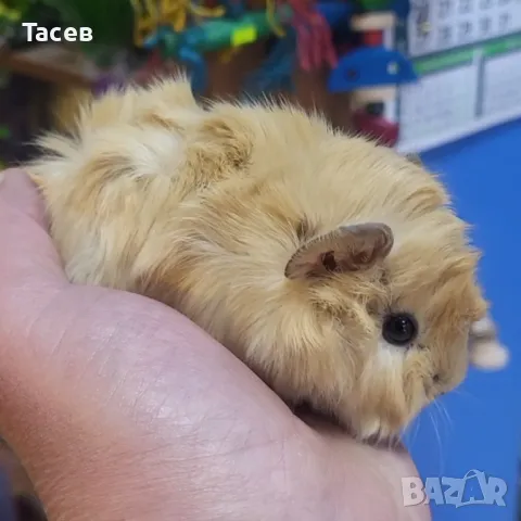 Морски свинчета, снимка 1