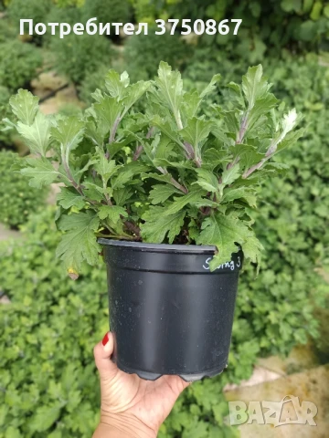 🌸🌹🌿 Едроцветна, нискостеблена, студоустойчива хризантема:, снимка 4 - Градински цветя и растения - 51281031