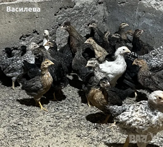 Пиленца Легбар и Амераукана на два месеца, снимка 2 - Кокошки и пуйки - 55930042