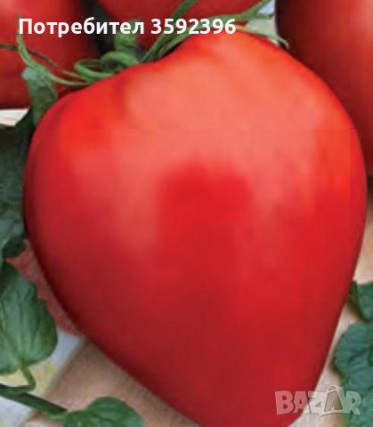 6 сорта семена домати за 10 лева, снимка 5 - Сортови семена и луковици - 42569182