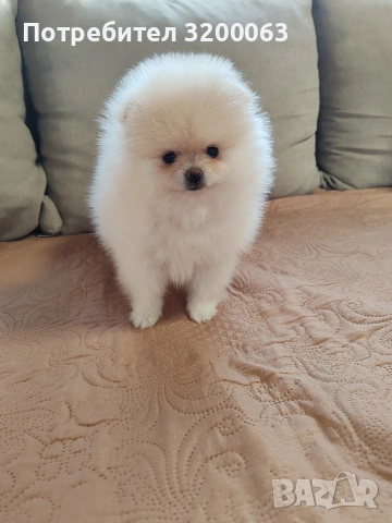 Померанче мини женско , снимка 9 - Померан - 53078151