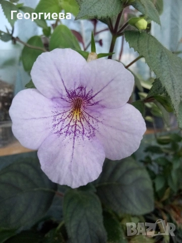 ахименес ризоми комплект , снимка 4 - Стайни растения - 53292597