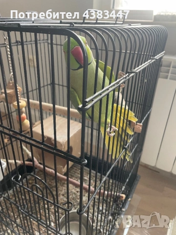 Малки александри, снимка 4 - Папагали - 53175827