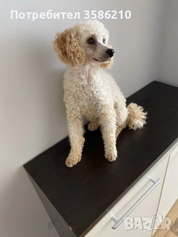 Pudel mini toy , снимка 1