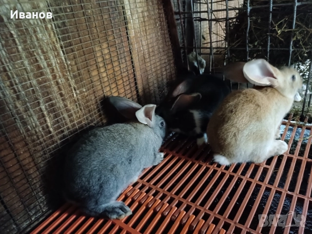 Продавам зайци., снимка 5 - Други - 28102153