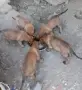 Белгийска овчарка, снимка 1