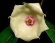 Хоя. Hoya mappigera cream , снимка 1
