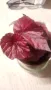 Бегония(Begonia inca flame) , снимка 1
