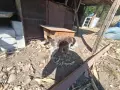 Продавам логото на 4 месеца мъжко, снимка 4