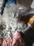 Котета британчета, снимка 1