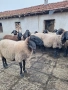 Плевенски черноглави овце , снимка 1