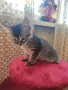 Подарявам 3 малки котета, снимка 3