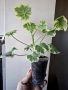 Пеларгониум, Pelargonium Mrs Pollock, снимка 4