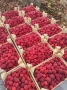 Продавам разсад малини , снимка 1