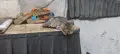 Подарявам малко женско коте, снимка 2