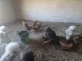 Излишни петлета Златен Зибрайт , снимка 4