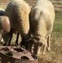 Коч на 2г.4м. с лоши навици, снимка 2