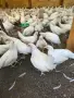 Свободни пилета лехгорн готови за даване към 10 11 септември, снимка 6