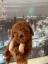 Момиче и момче Той Пудел , снимка 1