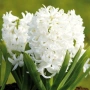 🌸🌿💞 Зюмбюл в саксия (Hyacinthus), снимка 11