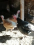 Пуйки и пуяци, кокошки Носачки, петли Бройлери, ярки за яйца , снимка 2