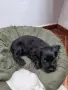 кокер шпаньол на 2 месеца момиченце, снимка 1