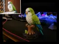 Персонализирана Фигурка на домашен любимец, снимка 2