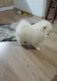 Мъжко померанче , снимка 1