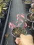 Oгнен храст - Euonymus alatus, снимка 9