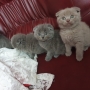 Шотландски котенца на 2 месеца, снимка 17