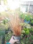 Карекс - Декоративна трева, снимка 8