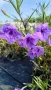 Руелия, Мексиканска петуния, Ruellia Purple Mexican Petunia!!!, снимка 11