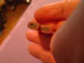 carpenter pencil 1522/2 czeshoslovakia нови два броя , снимка 4
