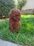 Пудел Той/Poodle Toy, снимка 7