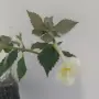 ахименес три вида, снимка 3
