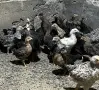 Пиленца Легбар и Амераукана на два месеца, снимка 2