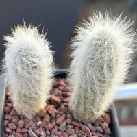 Кактус Echinocereus Canus - изключително рядко срещан кактус, цена 50 лв, снимка 4 - Градински цветя и растения - 44808497