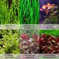 Аквриумни растения /тор за  растения за аквариум, снимка 5 - Други - 35584454