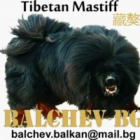 Тибетски мастиф , снимка 2 - Мастиф - 34830415
