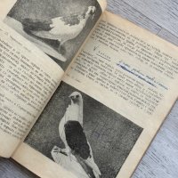 Отглеждане на гълъби Стефан Тончев , снимка 8 - Гълъби - 44252307