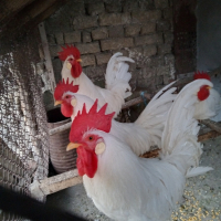 яйца за разплод или консумация, снимка 4 - Кокошки и пуйки - 44533141