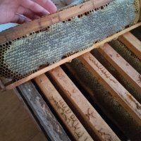 Домашен Пчелен мед , снимка 8 - Домашни продукти - 41776231
