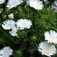 Stokesia leavis White(Стокезия бяла), снимка 1 - Градински цветя и растения - 39813668