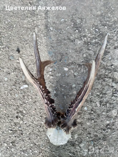 Рога за декорация , снимка 1