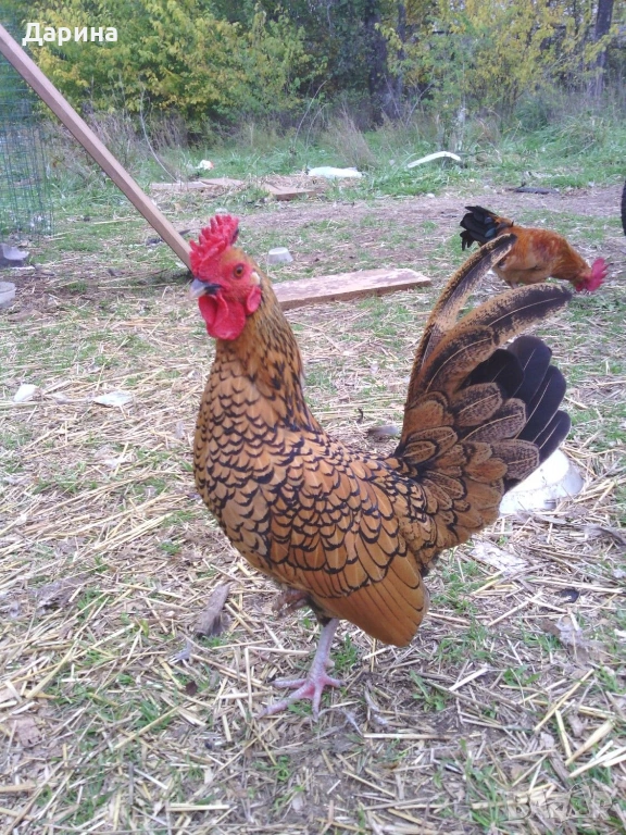 Оплодени яйца от декоративи кокошки златен Зибрайт, снимка 1