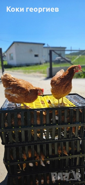 продавам кокошки носачки ломан Браун за яйца , снимка 1